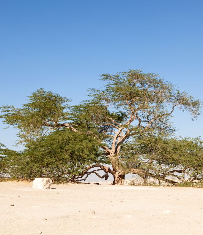 Tree of Life | Tourist Attraction | Wyndham Garden Hotel Manama